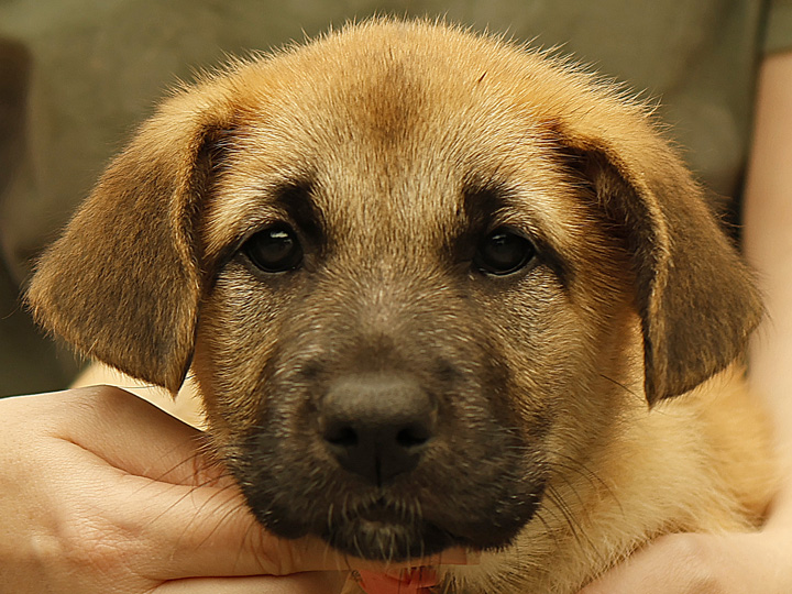 chinook puppy